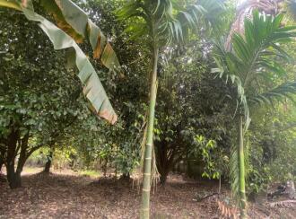 Residential Land for Sale in Ernakulam, Aluva, Kanjoor