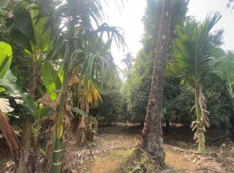 Residential Land for Sale in Ernakulam, Aluva, Kanjoor