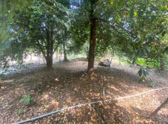 Residential Land for Sale in Ernakulam, Aluva, Kanjoor