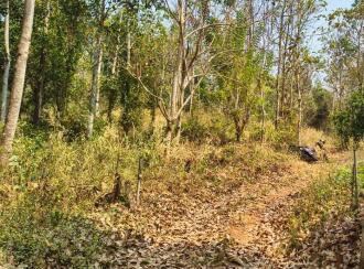 Commercial Land for Sale in Malappuram, Perinthalmanna, Anamangad, Manalaya ALP school road