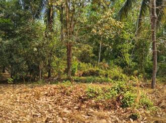 Commercial Land for Sale in Malappuram, Perinthalmanna, Anamangad, Manalaya ALP school road