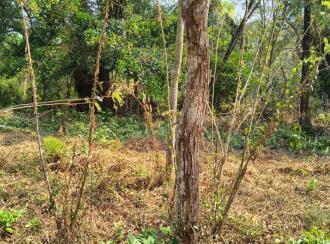 Commercial Land for Sale in Malappuram, Perinthalmanna, Anamangad, Manalaya ALP school road