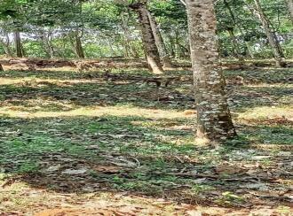 Residential Land for Sale in Pathanamthitta, Ranni, Eattichuvadu, 400M AWAY FROM eBENZER HIGH SCHOOL