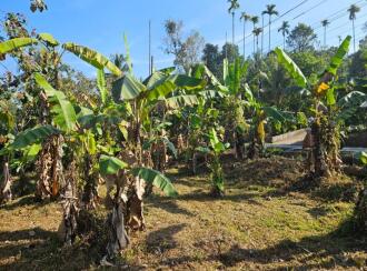 Residential Land for Sale in Wayanad, Kalpetta, Muttil, Kolavayal