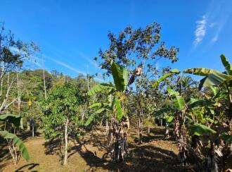 Residential Land for Sale in Wayanad, Kalpetta, Muttil, Kolavayal