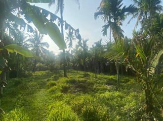 Residential Land for Sale in Ernakulam, Paravur, Chendamangalam, Kizhakkumpuram near kottatal