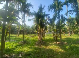 Residential Land for Sale in Ernakulam, Paravur, Chendamangalam, Kizhakkumpuram near kottatal