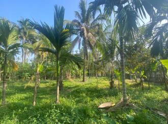 Residential Land for Sale in Ernakulam, Paravur, Chendamangalam, Kizhakkumpuram near kottatal