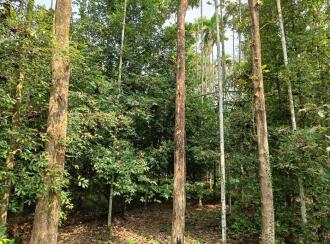 Agricultural Land for Sale in Ernakulam, Koothattukulam, North palakuzha