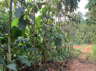 Agricultural Land for Sale in Kottayam, Pala, Kadaplamattom, Ozhukelpadi KAPCOS Junction