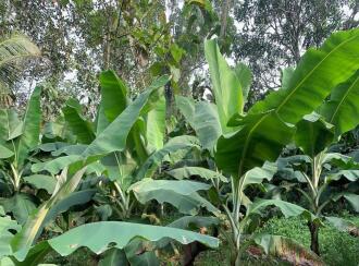 Agricultural Land for Sale in Kottayam, Pala, Kadaplamattom, Ozhukelpadi KAPCOS Junction