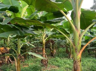 Agricultural Land for Sale in Kottayam, Pala, Kadaplamattom, Ozhukelpadi KAPCOS Junction