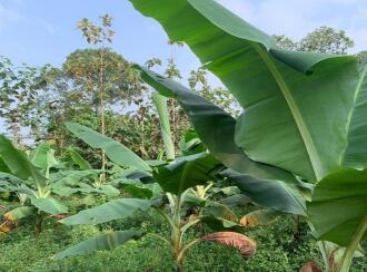 Agricultural Land for Sale in Kottayam, Pala, Kadaplamattom, Ozhukelpadi KAPCOS Junction