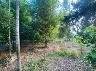 Residential Land for Sale in Ernakulam, Angamaly, Karukutty, Karipassery