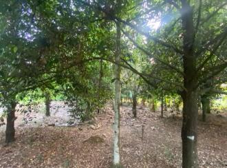 Residential Land for Sale in Ernakulam, Angamaly, Karukutty, Karipassery