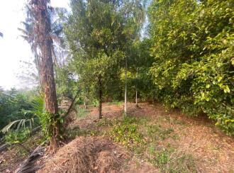 Residential Land for Sale in Ernakulam, Angamaly, Karukutty, Karipassery