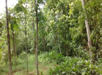Residential Land for Sale in Pathanamthitta, Thiruvalla, Thottapuzhassery