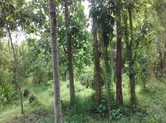 Residential Land for Sale in Pathanamthitta, Thiruvalla, Thottapuzhassery