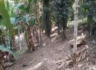 Agricultural Land for Sale in Kasargod, Kanhangad, Kanhangad, Porkkulam, near 7th Mile, Kasargod