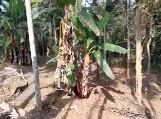 Agricultural Land for Sale in Kasargod, Kanhangad, Kanhangad, Porkkulam, near 7th Mile, Kasargod