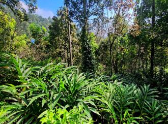 Commercial Land for Sale in Idukki, Munnar, Anachal, Ettycity