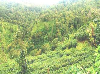 Agricultural Land for Sale in Idukki, Peerumade, Kacherikunnu, Behind sub jail