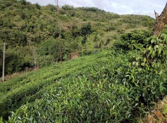 Agricultural Land for Sale in Idukki, Peerumade, Kacherikunnu, Behind sub jail