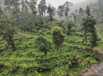 Agricultural Land for Sale in Idukki, Peerumade, Kacherikunnu, Behind sub jail