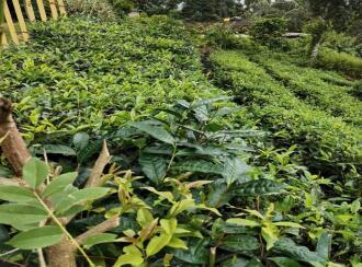 Agricultural Land for Sale in Idukki, Peerumade, Kacherikunnu, Behind sub jail