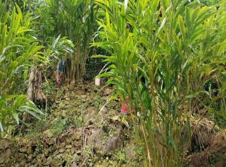 Agricultural Land for Sale in Idukki, Peerumade, Kacherikunnu, Behind sub jail