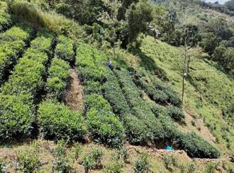 Agricultural Land for Sale in Idukki, Peerumade, Kacherikunnu, Behind sub jail