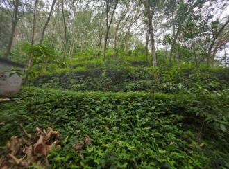 Agricultural Land for Sale in Trivandrum, Vembayam, Thekkada, Thenguvila Devi Temple