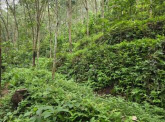 Agricultural Land for Sale in Trivandrum, Vembayam, Thekkada, Thenguvila Devi Temple