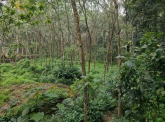 Agricultural Land for Sale in Trivandrum, Vembayam, Thekkada, Thenguvila Devi Temple