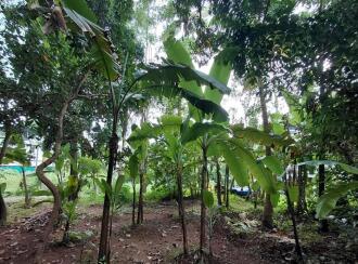 Residential Land for Sale in Thrissur, Thrissur, Chiyaram, Munayam