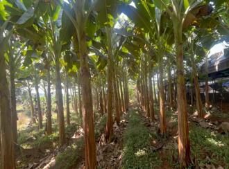 Residential Land for Sale in Thrissur, Chalakudy, Thiruthiparambu