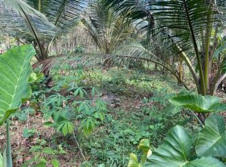 Residential Land for Sale in Kottayam, Pala, Poovarany, Poovarani Church, Pala