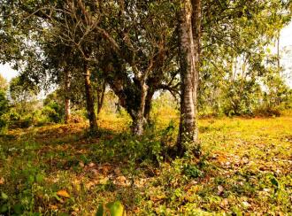 Residential Land for Sale in Kottayam, Changanassery, Karukachal