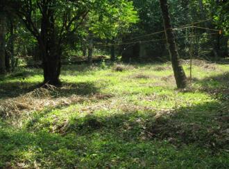 Agricultural Land for Lease in Kannur, Peravoor, Muzhakunnu