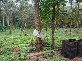 Residential Land for Sale in Kottayam, Pallickathodu, Pallickathodu, NEAR BY PALLIKATHODU PANJAYATH ANIKKAD KOTTAYAM