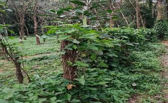 Residential Land for Sale in Kottayam, Pallickathodu, Pallickathodu, NEAR BY PALLIKATHODU PANJAYATH ANIKKAD KOTTAYAM