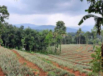 Residential Land for Sale in Ernakulam, Kothamangalam, Oonukal, Kothamangalam-Oonnual road