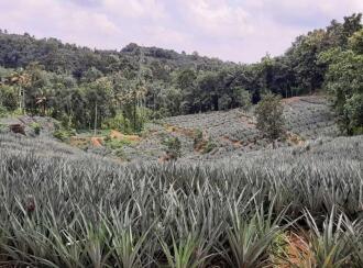 Residential Land for Sale in Ernakulam, Kothamangalam, Oonukal, Kothamangalam-Oonnual road