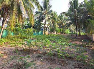 Residential Land for Sale in Alleppey, Kayamkulam, Muthukulam, Marakkalethu Mukku