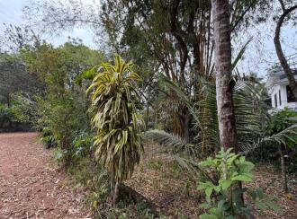 Residential Land for Sale in Pathanamthitta, Thiruvalla, Kuttapuzha