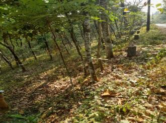 Residential Land for Sale in Kottayam, Kaduthuruthy, Arunoottimangalam