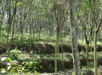 Residential Land for Sale in Pathanamthitta, Kozhencherry, Kuzhikkala