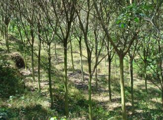 Residential Land for Sale in Pathanamthitta, Kozhencherry, Kuzhikkala