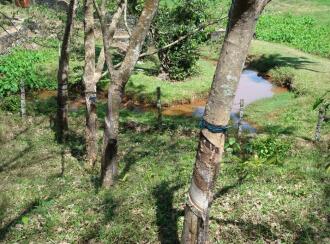 Residential Land for Sale in Pathanamthitta, Kozhencherry, Kuzhikkala