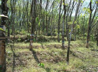 Residential Land for Sale in Pathanamthitta, Kozhencherry, Kuzhikkala